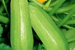 y6hcn吃瓜网,带你领略网络八卦的魅力