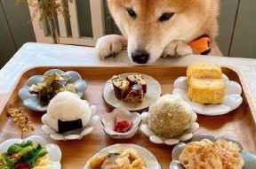 网红狗子吃瓜,萌态十足引网友热议