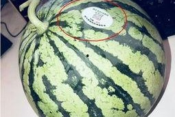 网红吃瓜5,揭秘娱乐圈幕后真相，带你领略明星们的真实生活